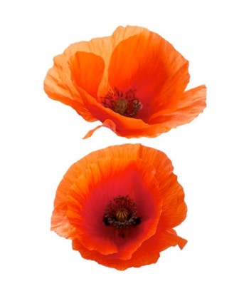 Coquelicots en Fête online